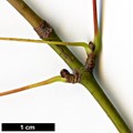 SpeciesSub: var. sinicum SpeciesSub: var. sinicum
